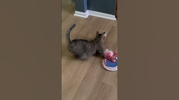 Eve Marie’s morning catnip spray time with her favorite toys and  feeling oh so  good