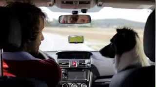 Smart Dog Understands GPS Navigation screenshot 5