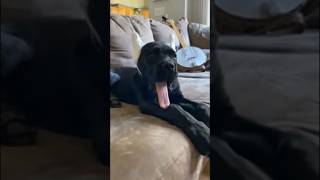 Cane Corso dog Health Tips