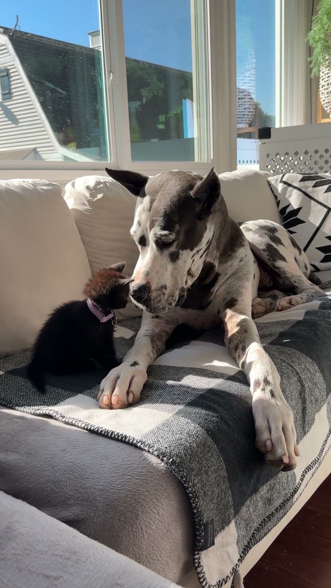 Great Dane Fosters Orphaned Black Kitten || ViralHog