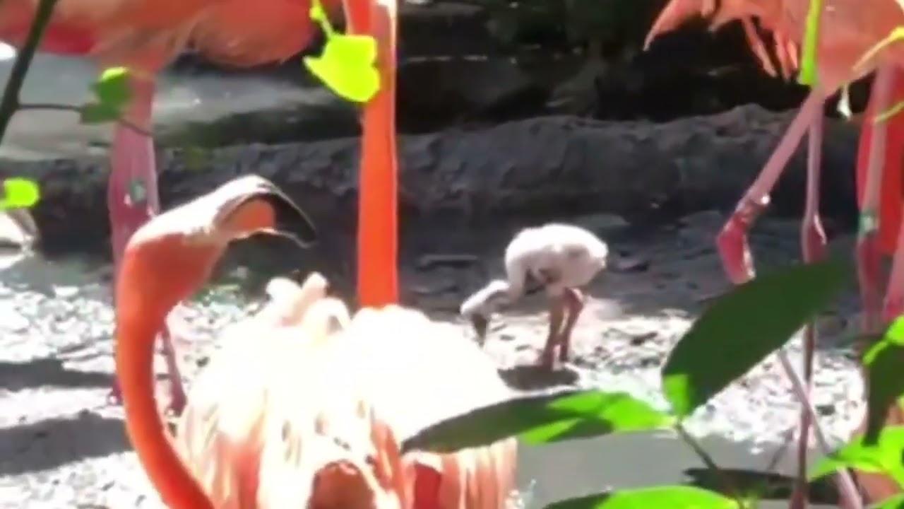 Baby Flamingo At Bermuda Zoo, July 2022