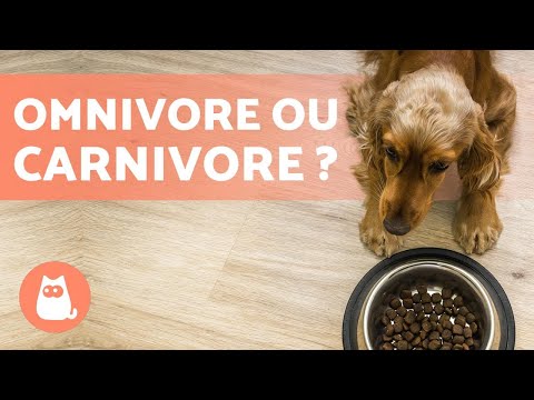 Vidéo: Votre chien est-il un carnivore? Un expert éclaire ce débat