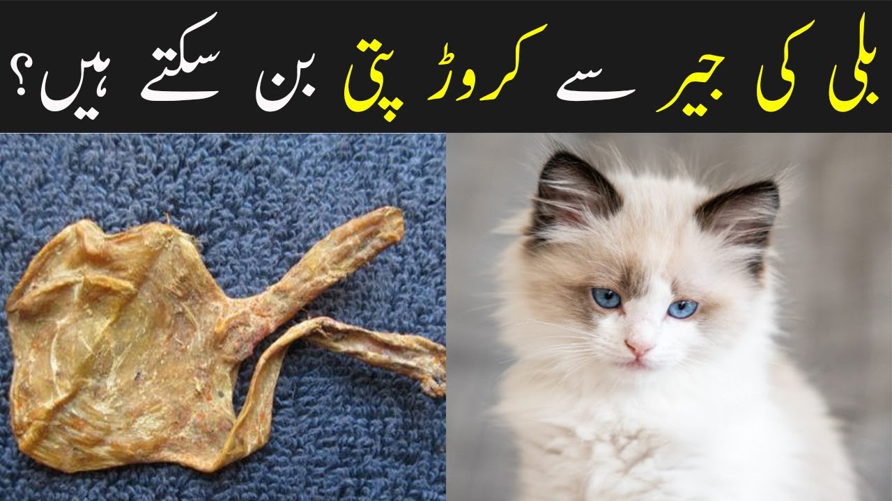 Creeper Meaning In Urdu, Phailnay Wali Bail پھیلنے والی بیل