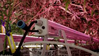 Under Canopy Lighting for Cannabis: Improve Yield & Canopy Coverage | TSRgrow