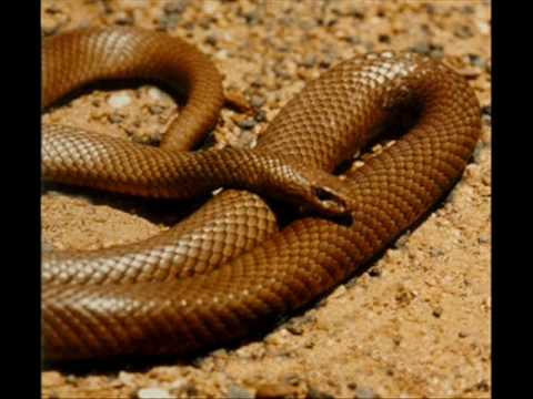 Top 10 Most Venomous Snakes!