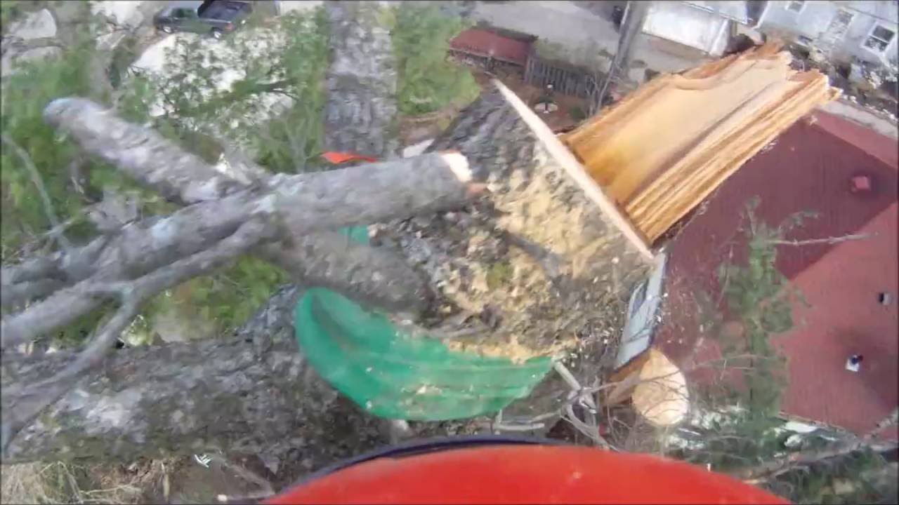 Tree Service In Lincoln Nebraska One Life Tree Service, LLC - YouTube