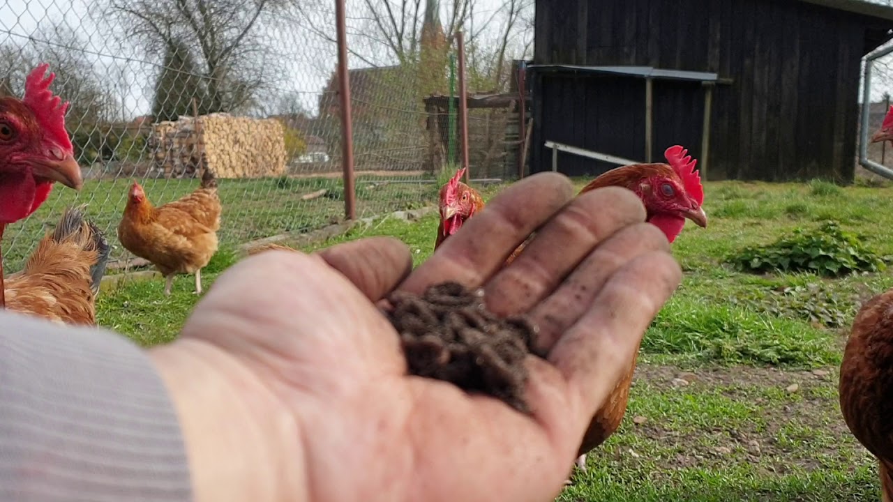 Chickens eating worms YouTube