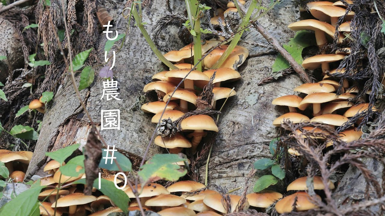 もり農園 #10　原木ナメコの収穫作業