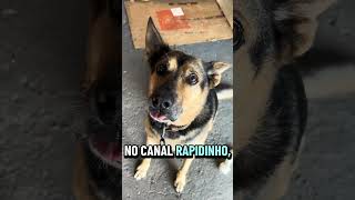 O Vídeo de Cachorro Que Está Conquistando a Internet! #Trending #DogLovers #pets #viral