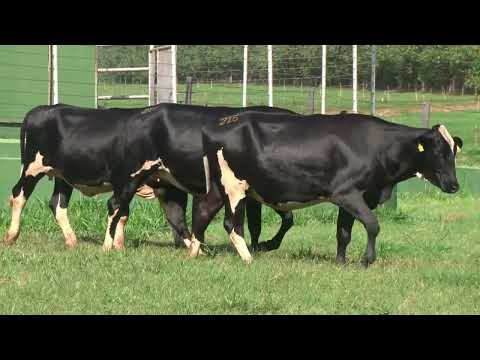 LOTE 215   21º LEILÃO SANTA LUZIA   LEITE COM RAÇA🥛🐄