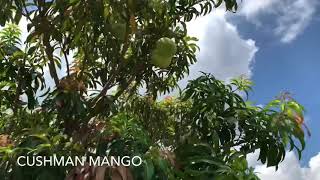 Cushman mango prune