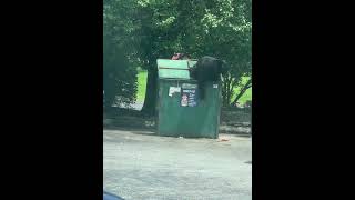 Bear Breaks Chain to Access Dumpster