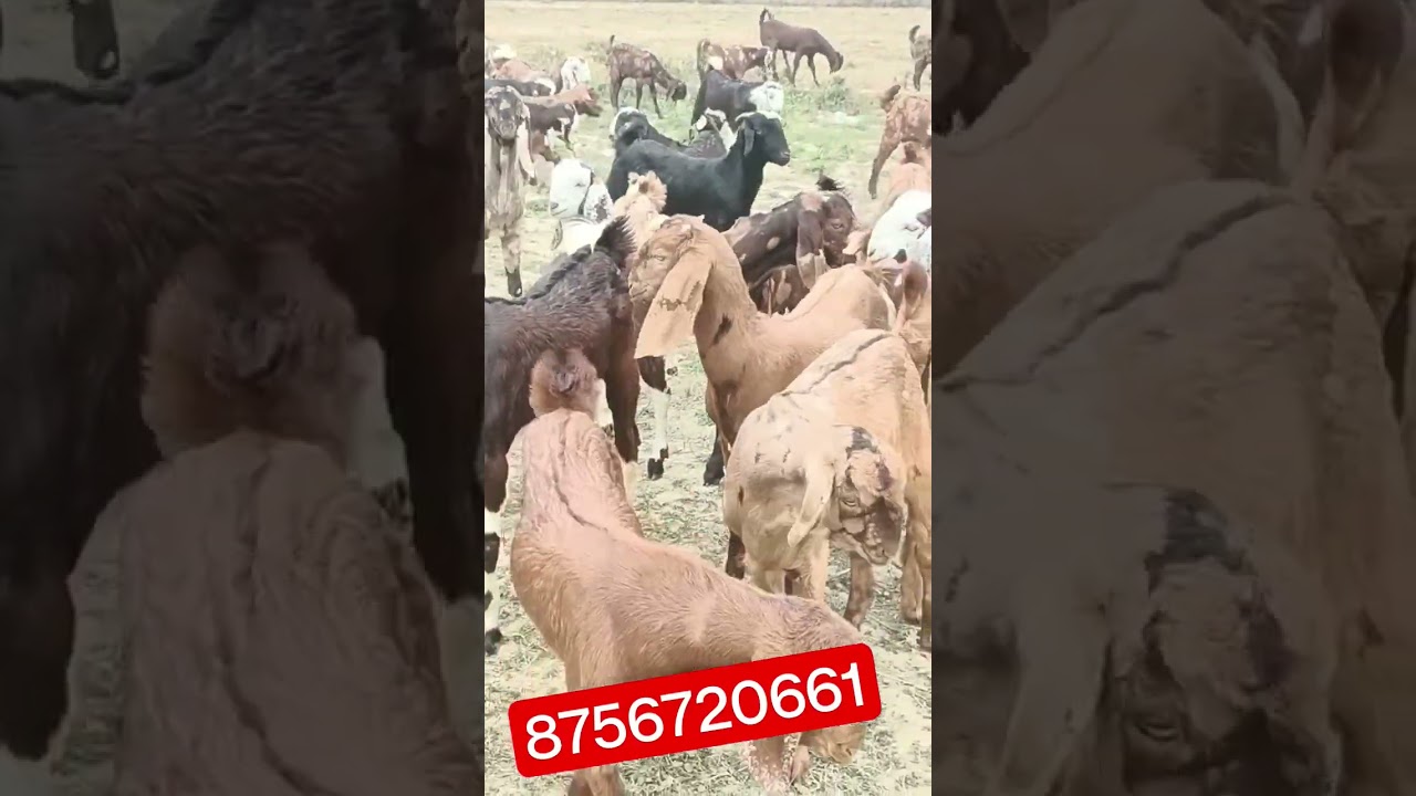 Sojat Beetal Totapari Serohi Gujri Ajmeri Goats Kids available Free Transport available