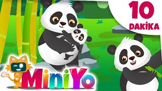 Panda Şarkısı + Daha Fazla Çocuk Şarkısı | Miniyo