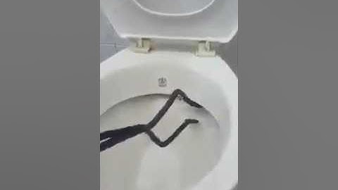 Uomo sente uno strano rumore nel water guardate che succede