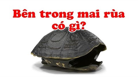 Bên trong mai rùa có gì | Sự thật siêu dị về cách thở của rùa | Hoàng Long Family