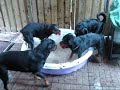 Reimer's Registered Rottweilers; Beating the Heat (Bobbing for Toys)