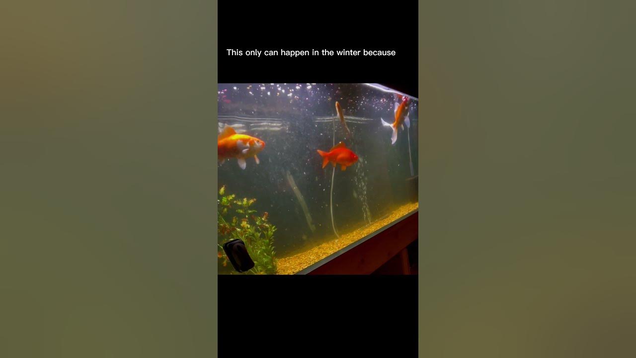 How long can a GOLDFISH survive without FOOD? fishtank goldfish YouTube