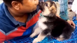 Download lagu Double Coat Heavy Bone German Shepherd Puppy At galiff Street l Price 16k Double Coat Heavy Bone German Shepherd Puppy At galiff Street l Price 16k