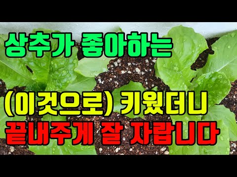 유튜브 미리보기