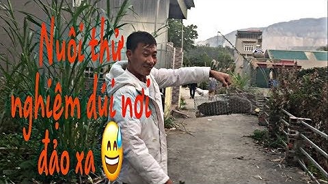 Dúi trung quốc | Dúi mốc đại | Nuôi thử nghiệm dúi mốc đại trên quần đảo xa đất liền | Chuột Tre 360