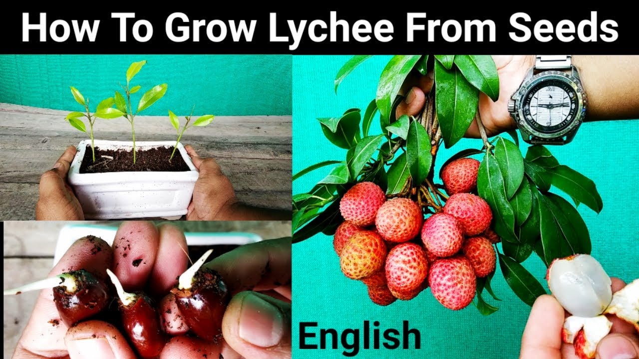 How To Grow Lychee Tree From Seed Very Easily In Pot : Step By Step