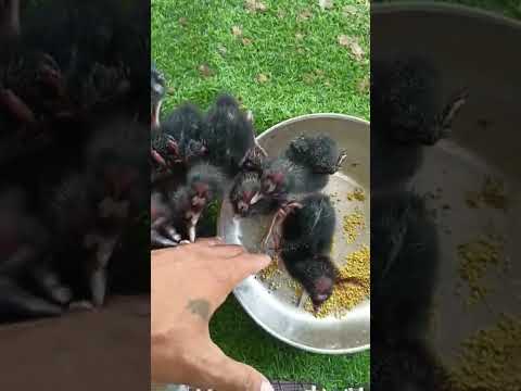 Video chích cồ con - youtube