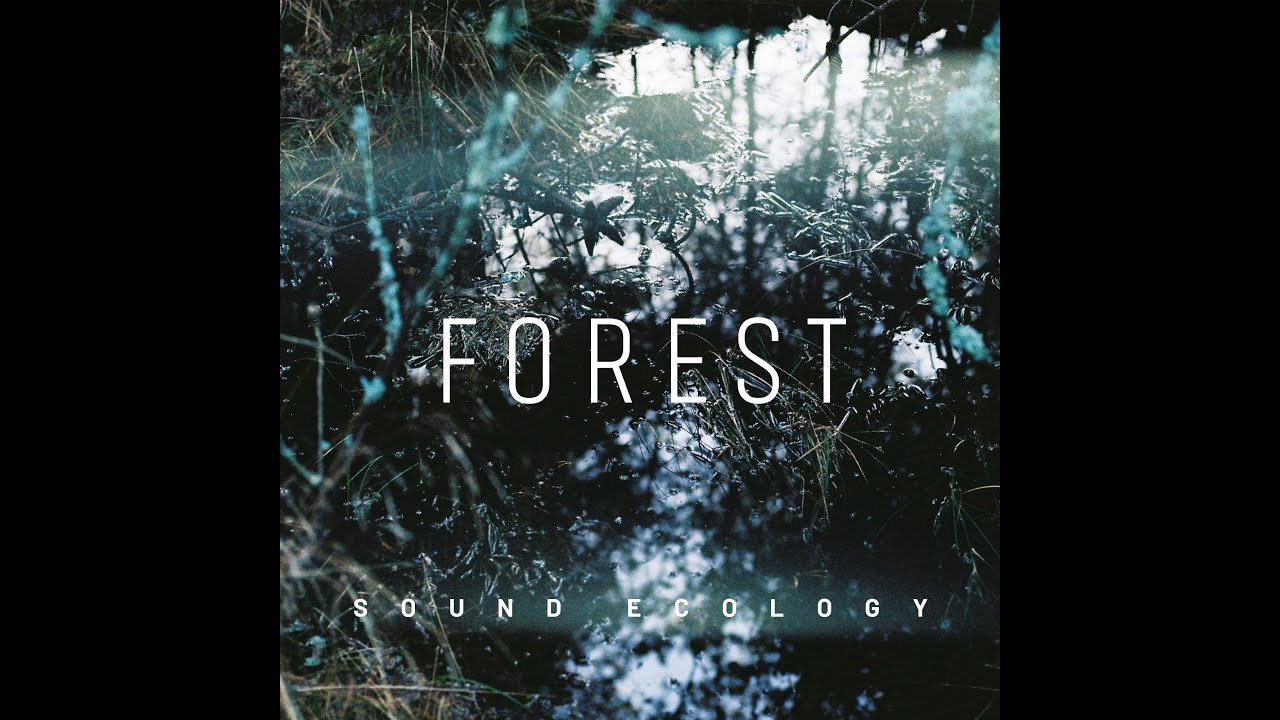 Forest. Sound Ecology | Synaesthesis