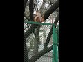 Clever and funny squirrel! Умная и забавная белочка!