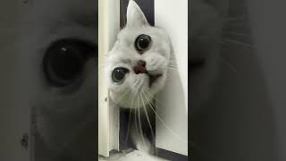 The cat was caught in the act |  Scottish Straight cat with big eyes