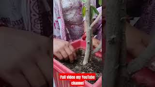 How to Care Withered Hibiscus Plants || How to Remove Lilybug Attach From Hibiscus Plants #marjhaya