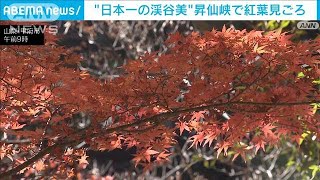 昇仙峡の紅葉が見ごろ　渓谷に彩り添える　山梨(2021年11月13日)