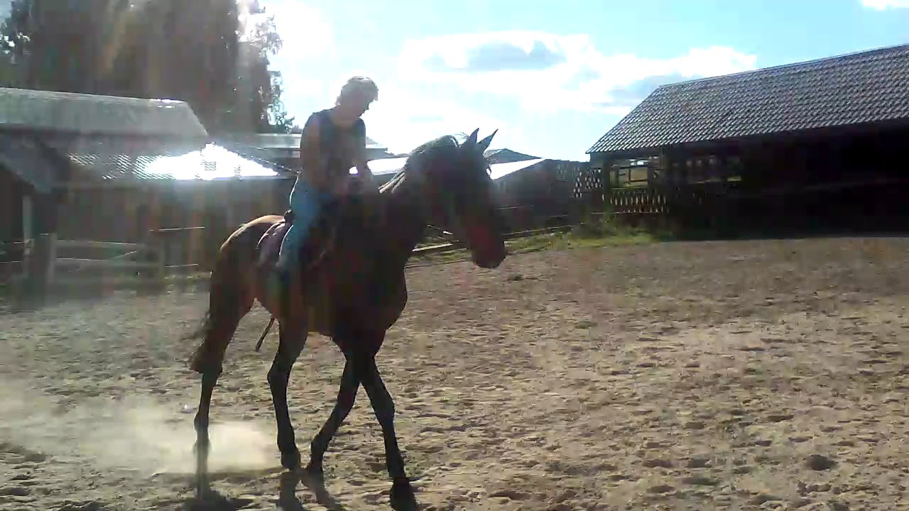 Занятия на лошади пришки выезка и канкур(1) - YouTube