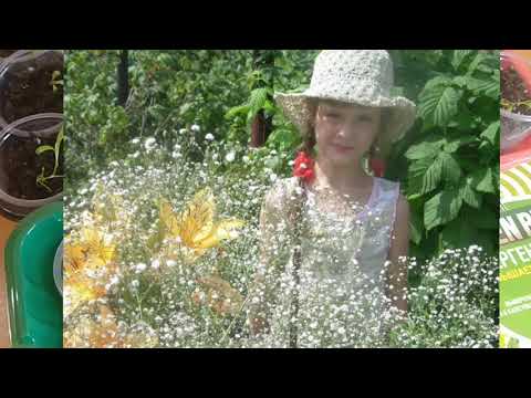 ГИПСОФИЛА ПОСЛЕ ПИКИРОВКИ. КОМПОТ ДЛЯ ГИПСОФИЛЫ И НЕ ТОЛЬКО.