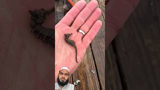 #beautifulnature #beastevolution #naturemagic #shockinganimalchange