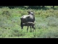 Wildebeest Birth Movie