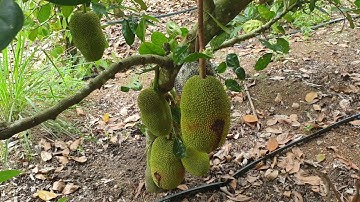 NVT1362 Bán vườn mít đang thu hoạch xã Suối Rao, Châu Đức giá có 1 tỷ 850 triệu