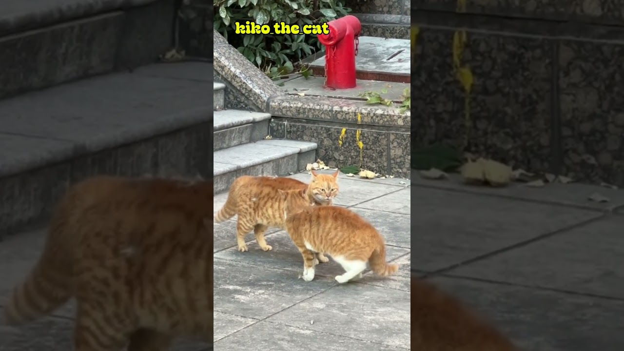 Cats fight to defend territory or to get a mate.