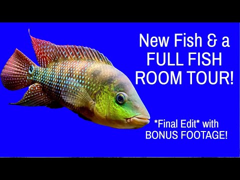 NEW & OLD ODDBALLS and some *BONUS FISH ROOM VIDEO FOOTAGE!*