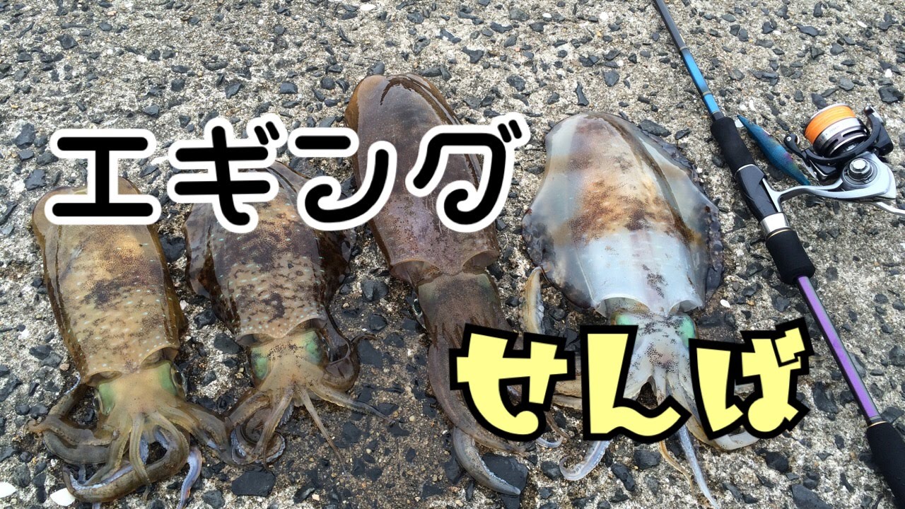 エギング アオリイカ ミズイカ 春イカ ヒットシーン４発 Japanese Squid Fishing 釣りせんば Youtube