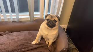 What is a Pug to do on a rainy boring day Update