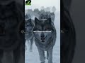 Loups : ils vont changer ta vision à jamais