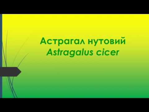 Video: Cícer Astragalus