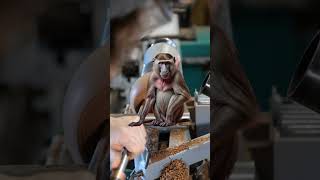 Making a Wooden Bowl (Burr Elm)