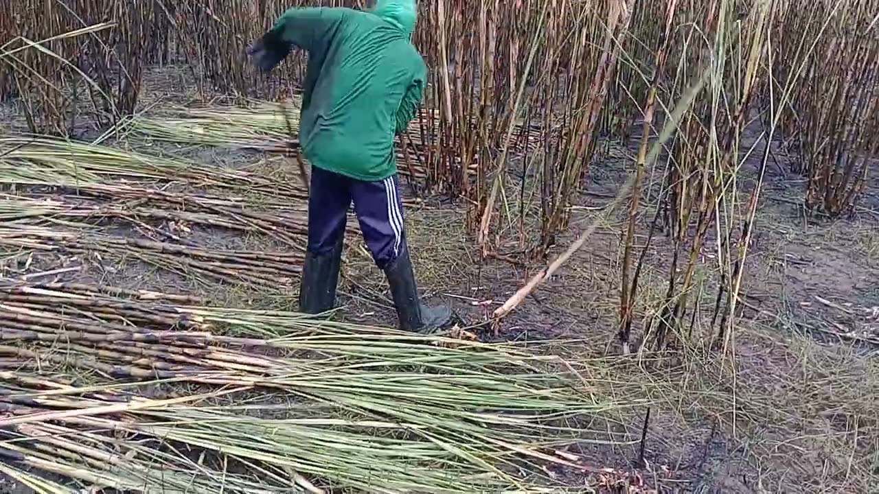 mais um vídeo no corte de cana interagindo com os amigos.