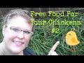 Free food for your chickens #2-Grass clippings are great source for free nutritious poultry food.