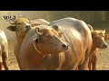 Kundhi buffalo  banni buffalo  sindhan  kutch  buffalo  dosu jat top buffalo breeds in world