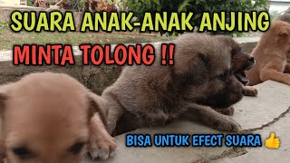 Suara Anak-anak Anjing Minta Tolong 'Bisa Untuk Efect Suara Juga'