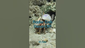 Fiddler crab mating dance attracts the wrong mate