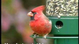 Yankee Flipper® Seed Feeder | DrsFosterSmith.com